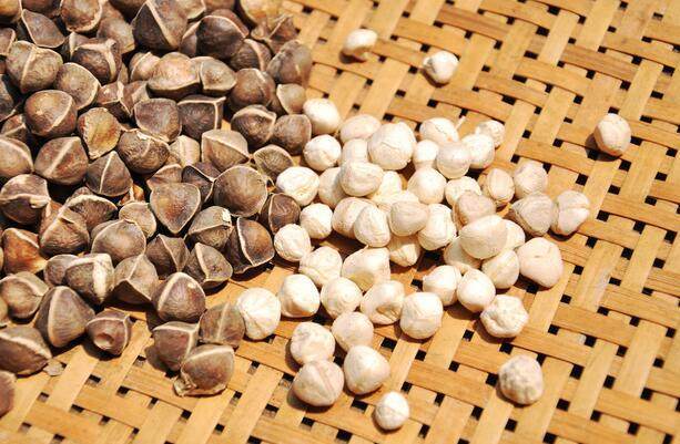 辣木籽的功效與作用有很多，但這5類人群不適合食用