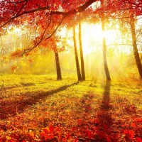 揭秘金銀海不正規(guī)，老師喊單害你內(nèi)幕揭露