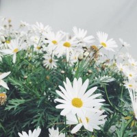 LXM不正規(guī)！受害者親述虧損過程！真相告誡大家！