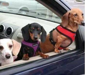 女司機注意了！往后副駕駛放這個，交警查到扣3分罰款200元