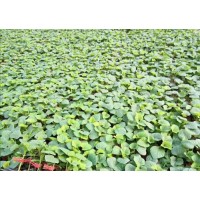 南通甜瓜育苗廠 甜瓜苗批發基地