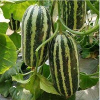 南陽甜瓜薄皮種苗廠 嫁接早熟甜瓜苗批發