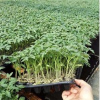 民權西紅柿育苗廠 硬粉西紅柿種苗基地