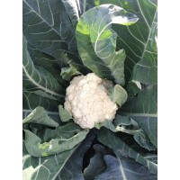 麗水有機菜花苗基地 青梗有機花菜苗批發廠家