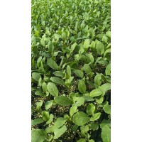 太原菜花苗基地 65天有機(jī)花菜育苗廠(chǎng)家