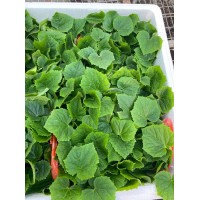 池州嫁接黃瓜苗基地 秋延黃瓜育苗廠(chǎng)家