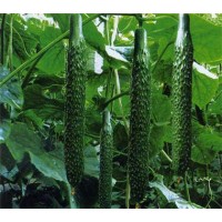 商丘黃瓜種苗廠 批發嫁接黃瓜苗基地