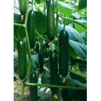 曲靖春黃瓜苗基地 育黃瓜嫁接苗廠家