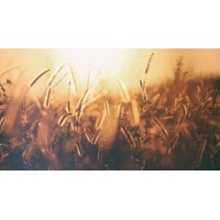 回血有望|不倒翁打法還是輸|經驗總結