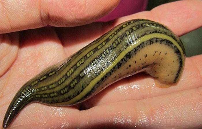 水蛭的功效與作用