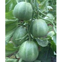 邯鄲甜瓜苗嫁接育苗廠 綠寶甜瓜苗批發基地