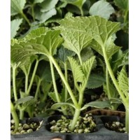 臨漳甜瓜苗批發 育綠寶羊角蜜甜瓜苗基地