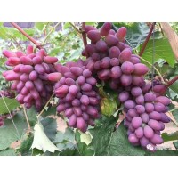吉林茉莉香葡萄苗_大量批發價格出售_基地直銷_成活率高