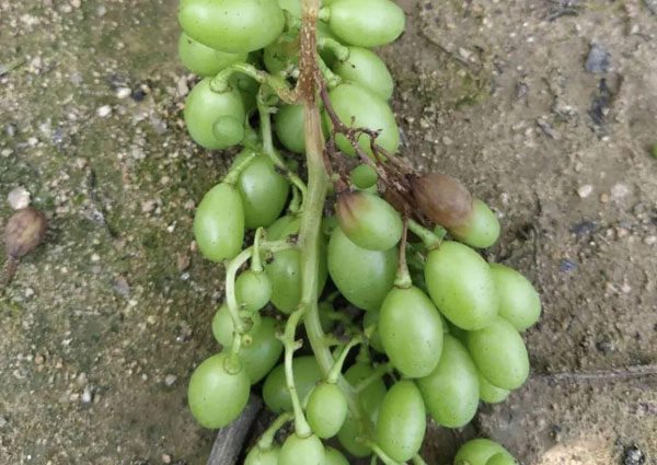 葡萄白腐病是怎么發生的