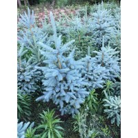 美國藍杉樹苗、克羅拉多美國藍杉樹苗